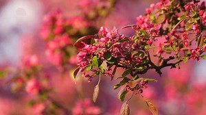 arbre à fleurs roses au printemps : vidéo de stock (100 % libre de droit) 3978137729 | Shutterstock