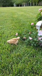 7.3K views · 303 reactions | Are you getting chicks this year? Chick Days are going on at Tractor Supply Co. You can find them in the store, and even online! They have everything you need to get started! Let me know below if you are getting chicks this year, or if you already have them! We have fifteen and a mixed breed flock! I love all the different kinds and the different colors of eggs. #lifeouthere #chickens #chicks #backyardchickens #farmlife | Happy Days Farm | Facebook