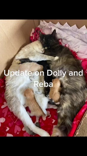 Lesbian Cat and Kitten Playtime | Sweet Cat Moments