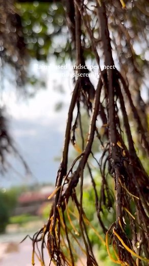 Nestled among sprawling greens with luxurious rooms and a host of indoor and outdoor activities, Shankus Resorts is the perfect destination for a Weekend Getaway. For more info, contact: 90990 80030 Shankus Resorts, Ahmedabad Mehsana Highway, Amipura, Mehsana, Gujarat. #shanku #shankuresort #weekend #environment #goodmemories #rejoice #enjoythelittlethings #enjoylife #reelsinstagram #resort #reelsindia #reelsgujarat #reelsvideo #reelsviral #explorepage #explore | Shankus Water Park & Resort