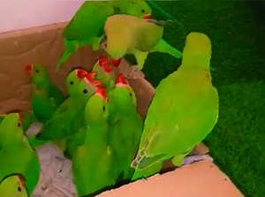 12 reactions | Save Help and Protect Endangered parrots 列 WILD AND FREE Disclaimer: We have no commercial purpose while sharing this video/picture. Its purely for social awareness. Video/ Picture All rights and credit reserved to respective photographer/owner #saveparrots #saveEndangerspecies #EndWildlife Trade #BornToBeWildd #ringnecktalking #talkingbird #birds #bolnewalaparrot #petbird #talkingparroteating #totatalking #greenparrot #talkingparrot | Wild BIRDS | Facebook