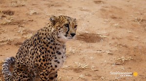 Captain is an Anatolian guard dog responsible not only for protecting his master’s herd of goats. He’s also indirectly causing fewer cheetah deaths by deterring them from even considering an attack. 🎥Dogs with Extraordinary Jobs | Smithsonian Channel