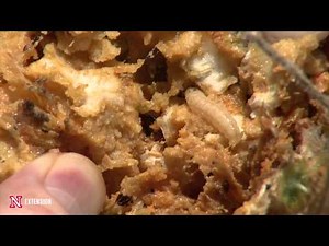 Squash Vine Borer