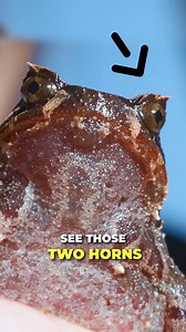 Grumpy Frog Gives Me Attitude! 🐸 #bravewilderness #Wildlife #nature #frog | Coyote Peterson