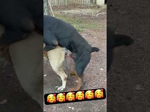 Amazing Dogs Breeding Mating #boerboel #mastiff