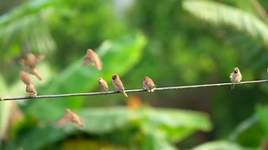 Scaly breasted munia or Spotted munia meeting (Lonchura punctulata) Tropical Asia. | BIRDS & Nature