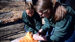 Inside Bear Mountain State Park's Trailside Museums and Zoo | recordonline.com