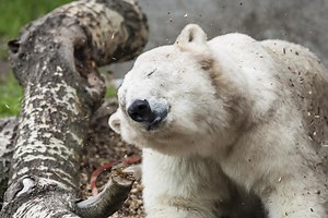 Niezwykłe fotografie zwierząt z warszawskiego zoo. Zobaczcie dumnych mieszkańców miejskiego ogrodu [ZDJĘCIA]