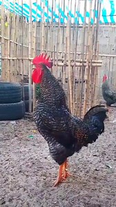 Adorable Rooster Crowing Sounds | Amazing Rooster Crowing Loudly Crowing is a type of singing vocalization produced by chickens. It is believed to be associated with demonstration of territory of power to other males and to attract the attention of females. Although both sexes have the ability to crow, it's typically more common in male chickens (roosters) since the desire to crow is fueled by the presence of testosterone. Dominant roosters will crow more than subordinate roosters and are usuall