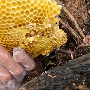 1.1K views · 68 reactions | Natural Honey .! Removing Bees from a Tree #honey #bee #insects #pollen #hunting | Bees Reels | Facebook