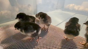 Jersey giant, assorted other chicks and hatching eggs are available for pickup today 🐣 | Cajun Creek Farm