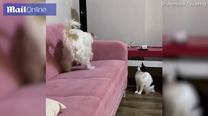 Cat runs out of patience and chastises dog trying to dig through a sofa