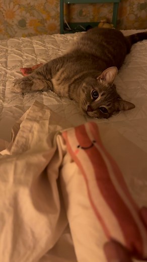 I don’t get high anymore, but that’s not stopping Priss from getting her catnip. 🤭 | JuJubee