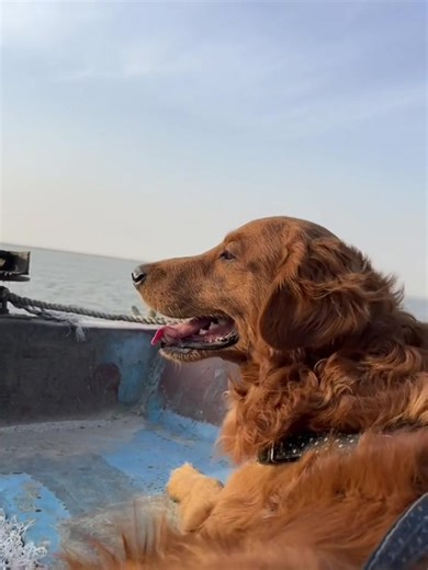 Behuli hune ho mero?🐶 @sunsetstealer77777 @piku🤍 #fypシ゚ #fyp #foryoupage #murphy #goldenretriever #goldenretriever #petsoftiktok #furbaby #dogsoftiktok #nepalisong #behuli #tiktoknepal