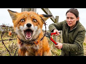 She Saved a Bleeding Fox Cub From a Barbed Wire Fence