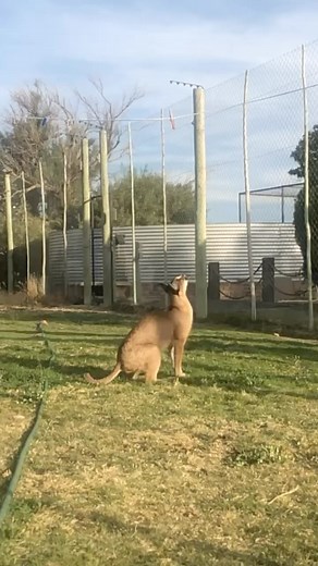 Lilo our founder @felidae_centre love his enrichment made by our loyal volunteer @mikemeijer23 and @meijer_danny. Jumping is part of a caracal's hunting ways and Lilo show in slow motion how easy it is for them Visit our site for more information about: Volunteering at our project l An educational tour at our reserve l An adventure tour inside our 180 ha enclosure with free roaming lions 🦁 https://linktr.ee/felidae #felidae #felidaecentre #wildlife #nature #africananimals #southafrica #conserva