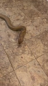 34K views · 237 reactions | Puppy the King cobra ( Ophiophagus hannah) can move when he is ready to eat . | Kentucky Reptile Zoo | Facebook