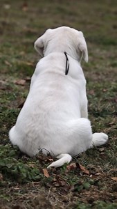 2.8K views · 1.8K reactions | . A chunky puppy…and that is all殺 . #englishlabrador #englishlab #lablove #puppy #whitelab | Hickory Bluff Labradors LLC | Facebook