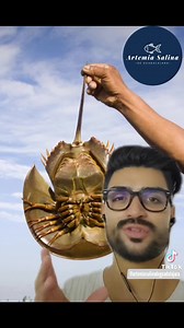 Alimentacion a cangrejos herradura con nauplio de artemia (artemia recien eclocionada) #acuariofilia #cangrejo #peces #pecestropicales #acuarismo #artemia | Artemia Salina De Guadalajara