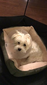 Cone puppy bed wrestler. When I was a baby puppy, I had to wear a cone for a few weeks after puppy surgery. My mom documented some of my shennanigans. | Dountin