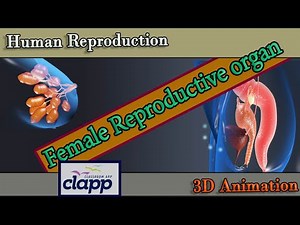 Female Reproductive organs (3D Animation)