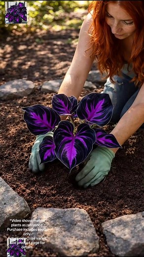 Indoor Hosta Plants: Buy Seeds for Beautiful Growth