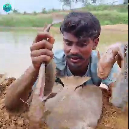 286K views · 2.2K reactions | Amazing Hand Fishing Video River Dry Place Big Stuck Fish Catching System 2023 #fish #video | Fisherman Animal Lover Short | Facebook