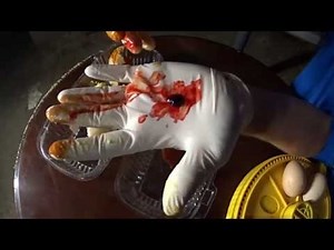 5th Homunculus Development Update