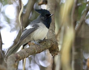 Blue mantled crested flycatcher - Alchetron, the free social encyclopedia