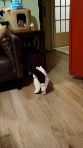 2.6K views · 63 reactions | KITTY ONESIE!! DeeDee has severe...