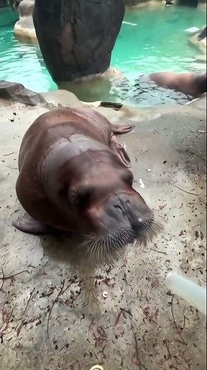 Walrus eats fish through a large 'straw' tube at Point Defiance Zoo & Aquarium in Tacoma