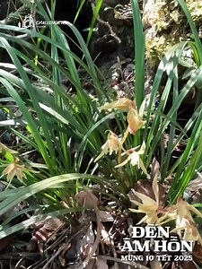 48K views · 468 reactions | Cùng LU đi săn LAN - Chuyến đi rừng kỳ thú #kythuvietnam #hoangnam #challengeme #haythachthuctoi | Hoàng Nam - Hãy Thách Thức Tôi | Facebook