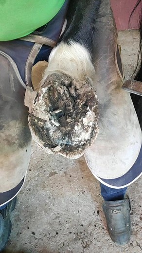 Antonio Reina on TikTok