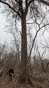 Here is a start to finish with 2 different camera angles. This is a pretty good sized pin oak. I get it ready and Dusty does the rest | Boys In The Woods