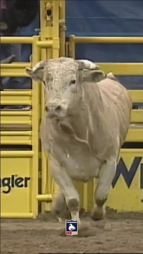 Bodacious Bull... #animals #amazingcreatures #fascinatingcreatures