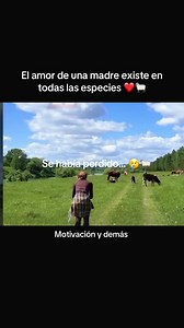 El amor de una madre en animales: oveja y cordero