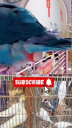 Bird laying egg #bird #birdlovers #Amazing #facebookreel #fyp #reel #ducklings #birdwatching #reelsviralシ #trendingreels #viralreelsfb #virals | Bird Lover