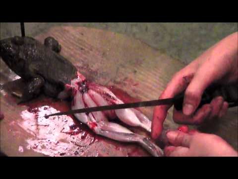 How to skin out a frog