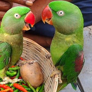 398K views · 10K reactions | Smart and Super Cute Alexgender Parrot #parrot #ringneckparrot #parrotvideo #parrottalking #talkingparrot | BIRD 24 | Facebook