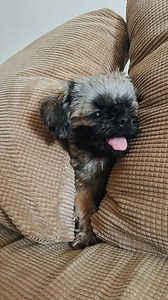 Me as a responsible, caring, loving, and mature dog dad. 🫶🏼 | Cholo Dela Cruz