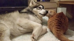 When you're just trying to cuddle with your valentine... | FailArmy