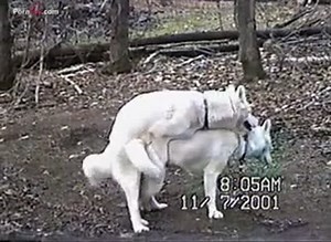2 white german shepherds mating hard real video no trash uploader