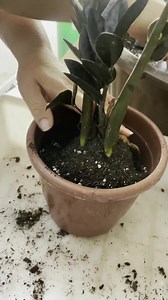 4.4K views · 411 reactions | Uma suculenta para dentro de casa,, peça a sua em nosso catálogo  https://loja.vandoefabi.com.br/ | Vando & Fabi Cactus e Suculentas | Facebook