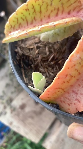 7.2K views · 125 reactions | Kalanchoe gastonis-bonnieri | Vivero Jardín Jade | Facebook