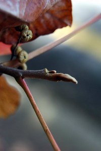 Anacardiaceae Toxicodendron radicans - poison-ivy (Lab 01)