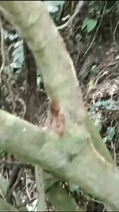 Baby pig !! #wildboar #pighunting | Muhammad Azmi