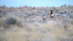 Buck chasing doe slowed down | Wildlife throughhopeseyes.