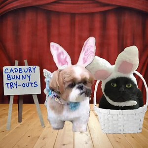 The Cadbury Bunny Tryouts. | Phoebe Unleashed