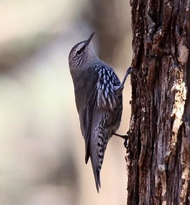 White browed treecreeper - Alchetron, the free social encyclopedia