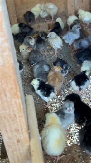 Here’s the brooder. I feed wet mash so don’t mind the dirty feathers, it’s feed. It keeps them hydrated in this heat. | Texas Chicken Ranch of De Leon